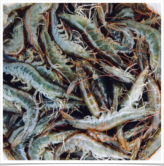 The Pacific White shrimp - Penaeus vannamei, grown at UF.